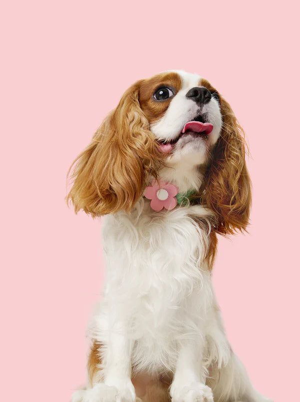 Flora Pet Backpack, Harness & Leash 3 In 1 Set