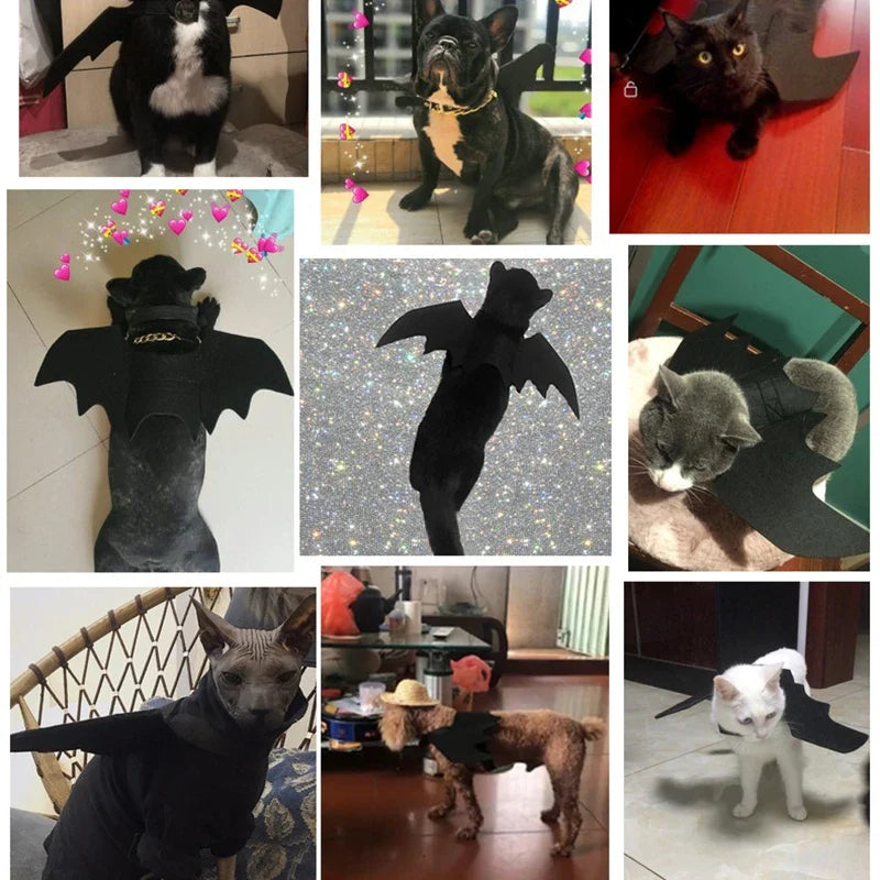 Cat Bat Wings Costume for Halloween