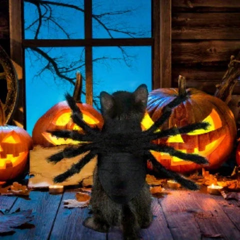 Halloween Spider Costume for Pets