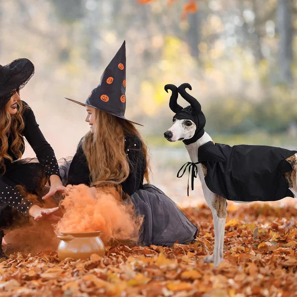 Halloween Witch-Shaped Costume for Cats & Dogs