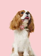 Flora Pet Backpack, Harness & Leash 3 In 1 Set