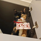 Demon Salyer Chachamaru Cat Clothes Coat Scarf