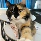 Demon Salyer Chachamaru Cat Clothes Coat Scarf