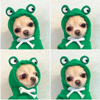 Cute Animal Dog Costume Collection
