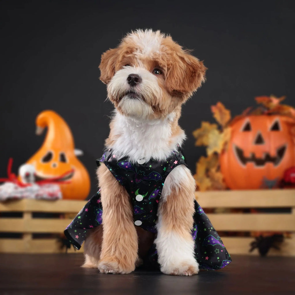 Cute Halloween Costume for Medium Pets