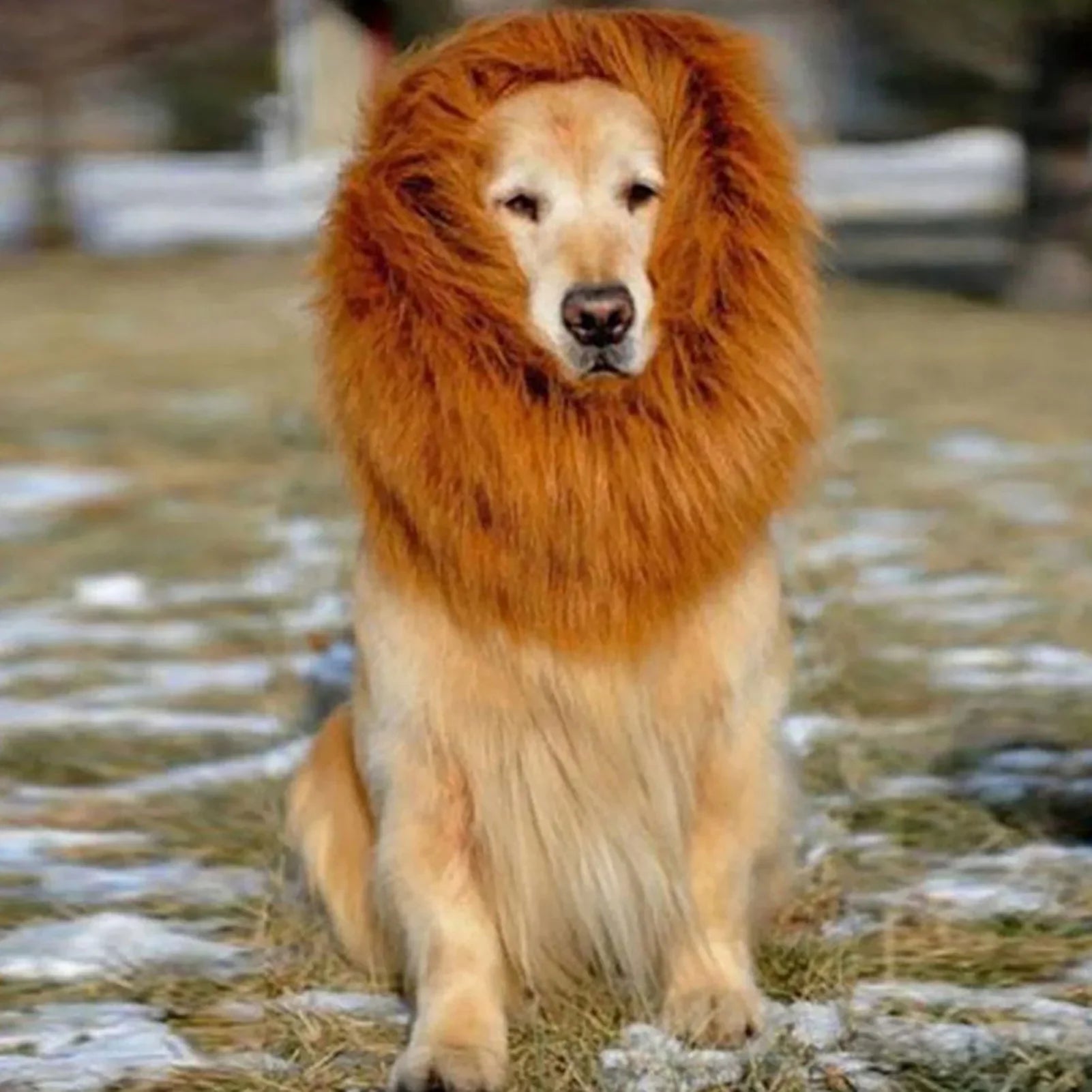 Lion Mane Costume for Cats and Dogs
