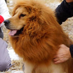 Lion Mane Costume for Cats and Dogs