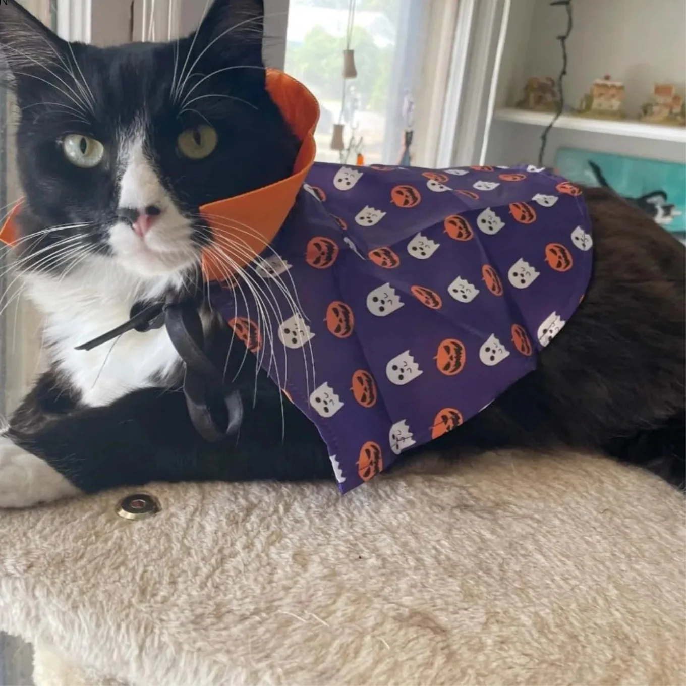 Halloween Pet Costume for Cats and Dogs