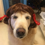 Pet Wig for Halloween Fun