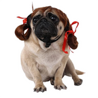 Pet Wig for Halloween Fun